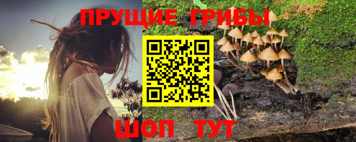 Димитровград  Псилоцибиновые грибы Magic Shrooms  купить  сайты  Вход с VPN 